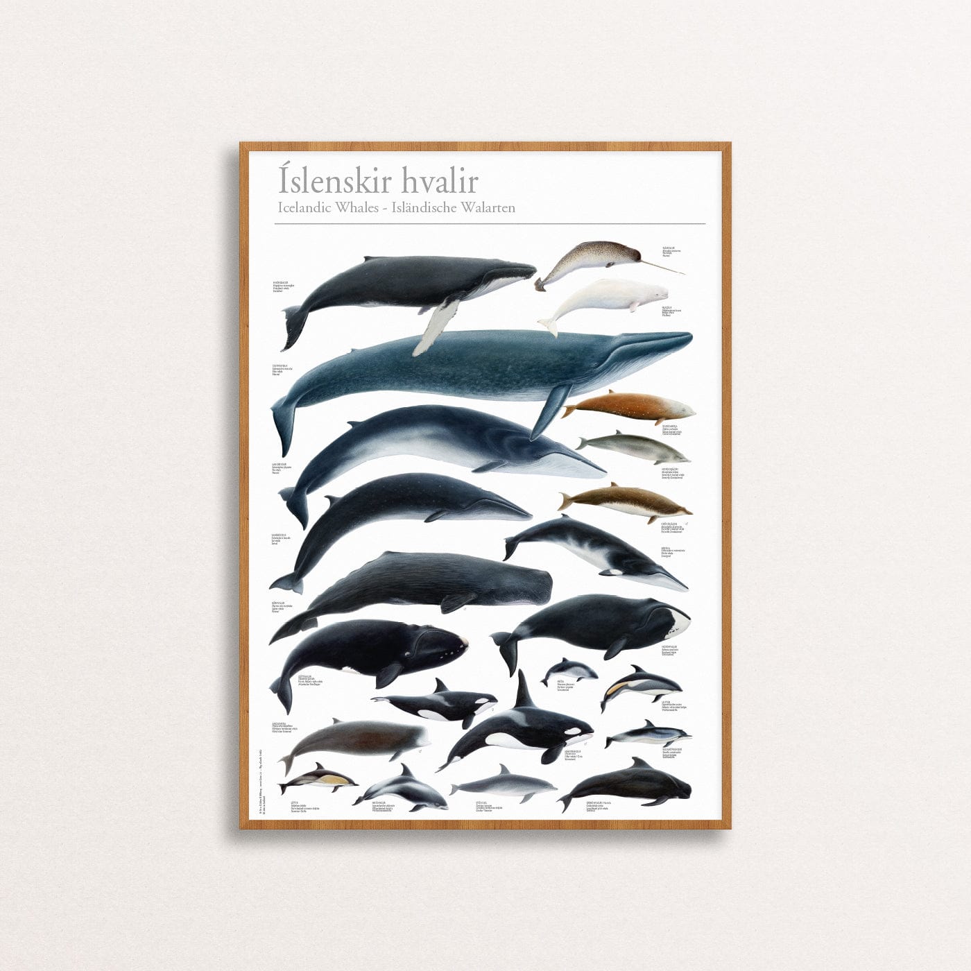 Art Print Poster of the whales around Iceland