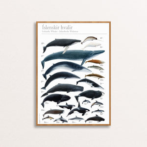 Whales around Iceland Poster - Wall art watercolor illustrations