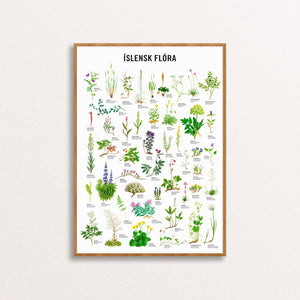 Icelandic Flora and plants Poster - Wall art watercolor illustrations
