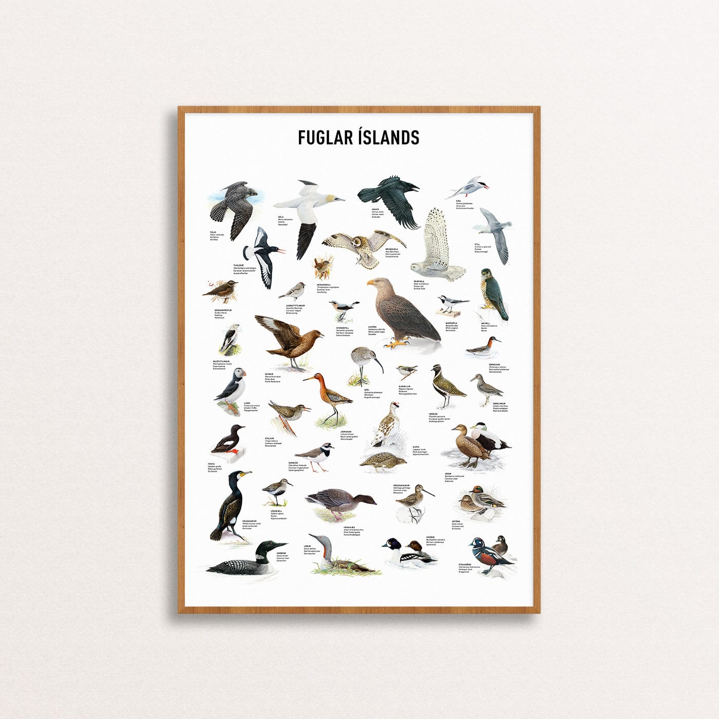 Birds of Iceland - Icelandic Birds drawings wall art Prints and Posters