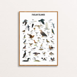 Birds of Iceland Poster - Wall art drawings