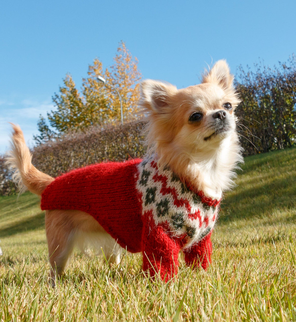Small light-coloured long-haired dog standing on grass, with trees, bushes, a lamp post and blue sky behind, wearing Voff in our own red, white and green — not the pattern’s colours — a red sweater with front-leg sleeves and a white yoke of red zigzags and green diamonds