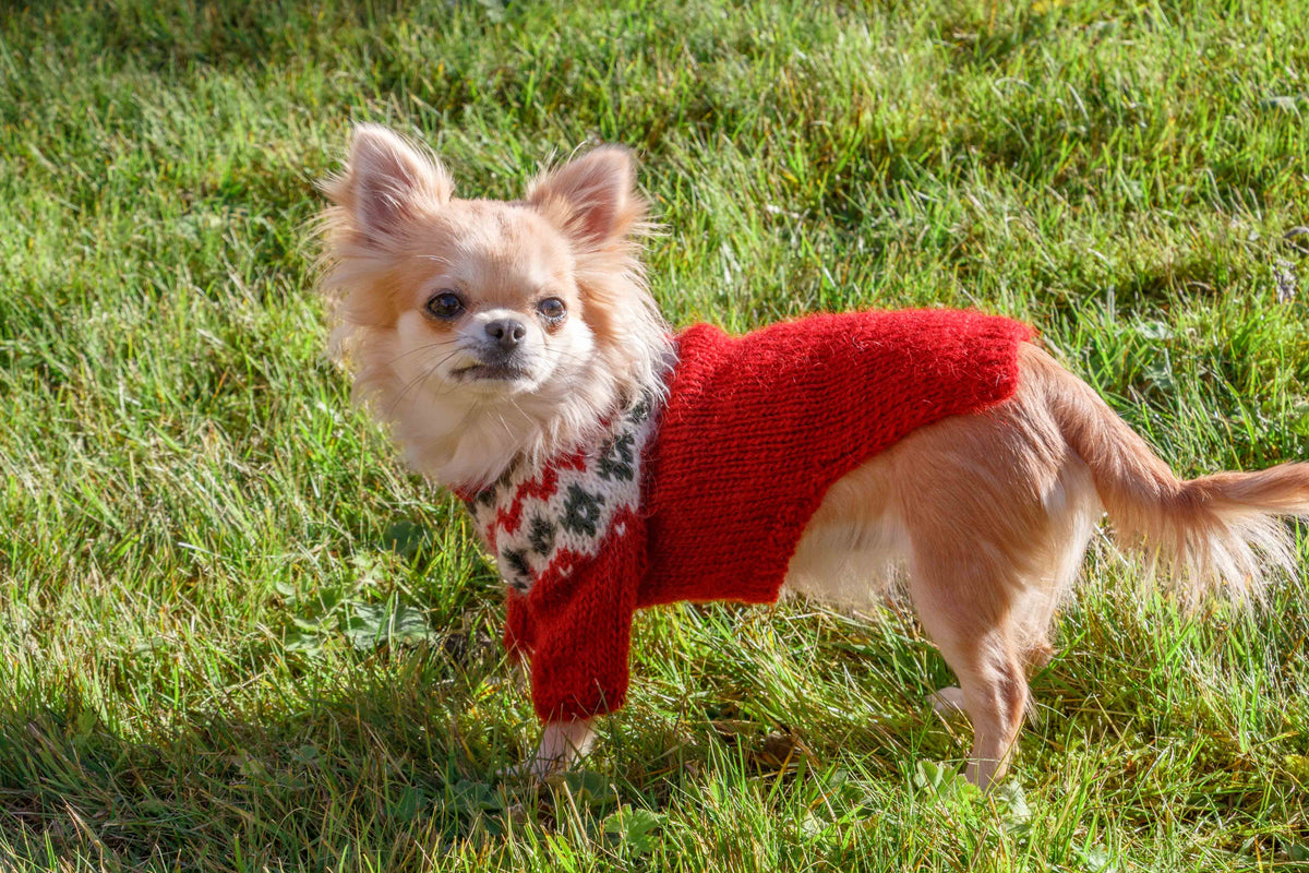 The same small dog standing on grass, seen from the side, in Voff in our own red, white and green — not the pattern’s colours. The red body covers the dog’s back and leaves the belly open towards the back end