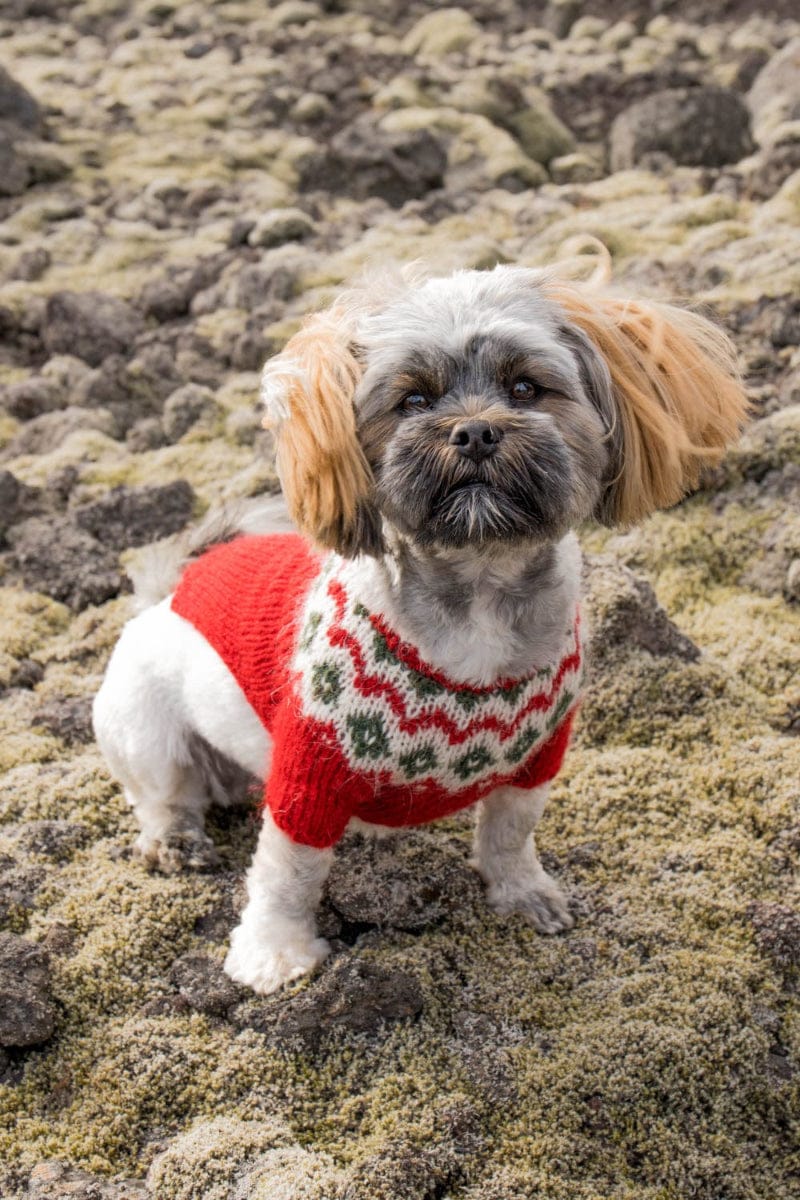 Small grey and white dog with long light-brown ears standing on moss-covered rocks, wearing Voff knitted in our own colours, not the pattern’s — a red sweater with front-leg sleeves and a white yoke of red zigzags and green diamonds. The pattern’s own colours are black sheep, white and acorn