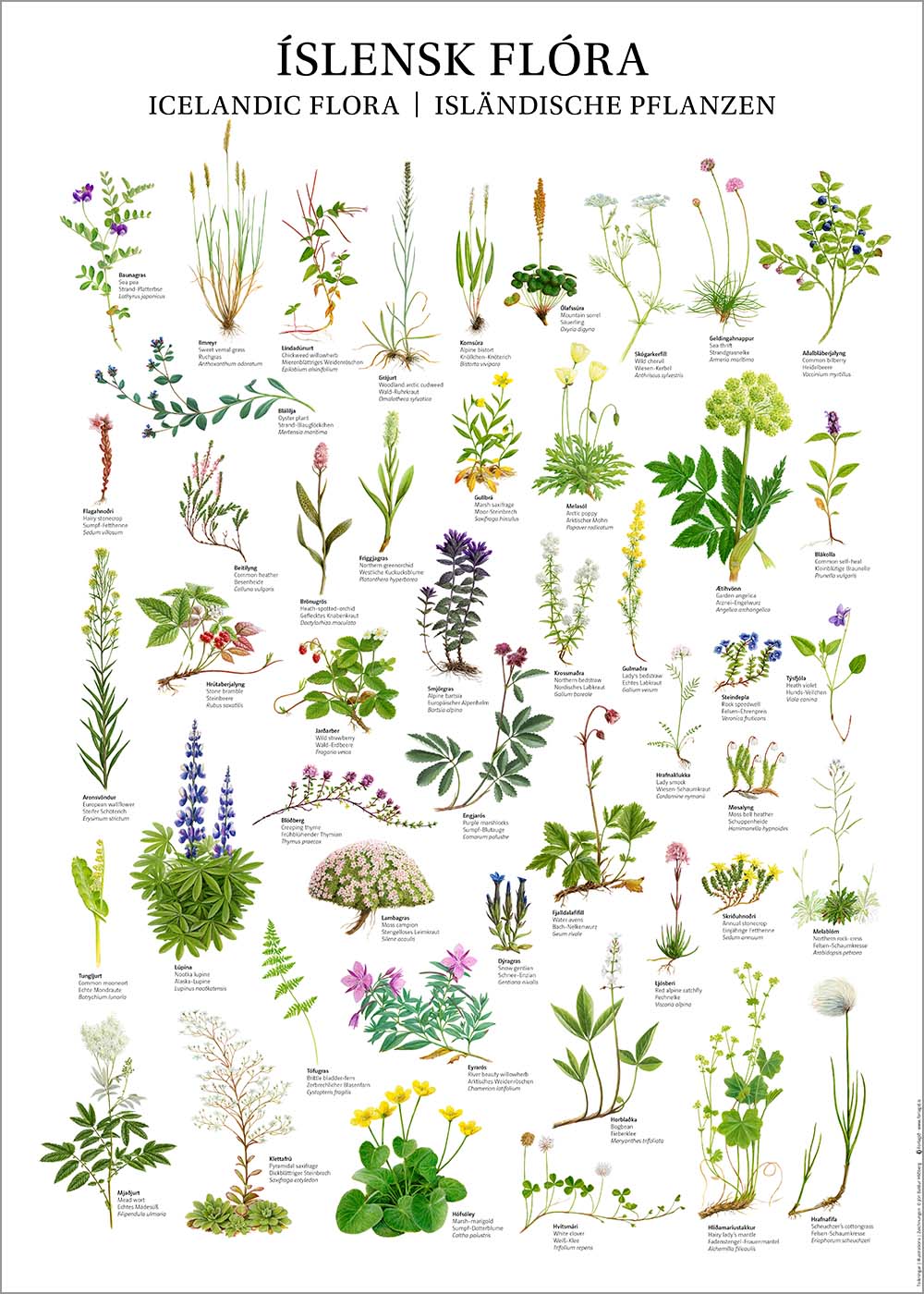 Icelandic Flora and plants Poster - Wall art watercolor illustrations