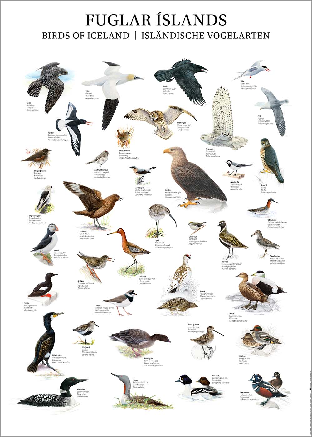 Birds of Iceland Poster - Wall art drawings