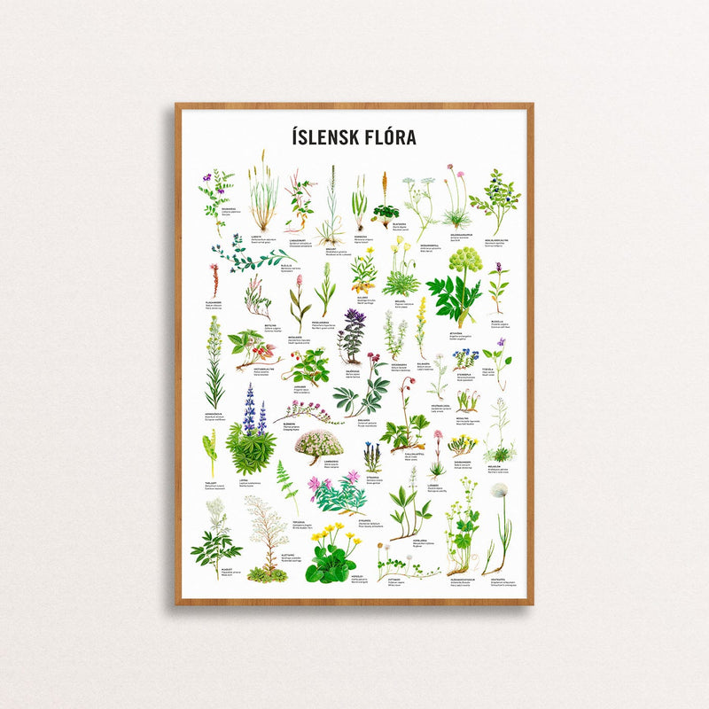 Icelandic Flora and plants Poster - Wall art watercolor illustrations. Iceland