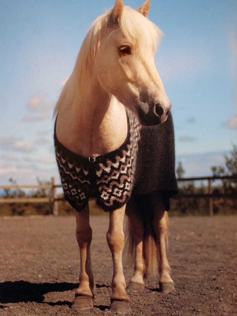 The same horse seen from the front in a sandy paddock with a wooden fence, showing the yoke closed at the chest with a buckle at the neckband, and the black heather blanket hanging over its back