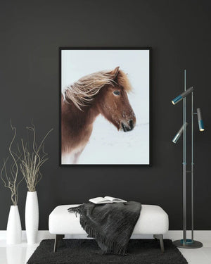 Steady - Icelandic Horse Fine Art Prints