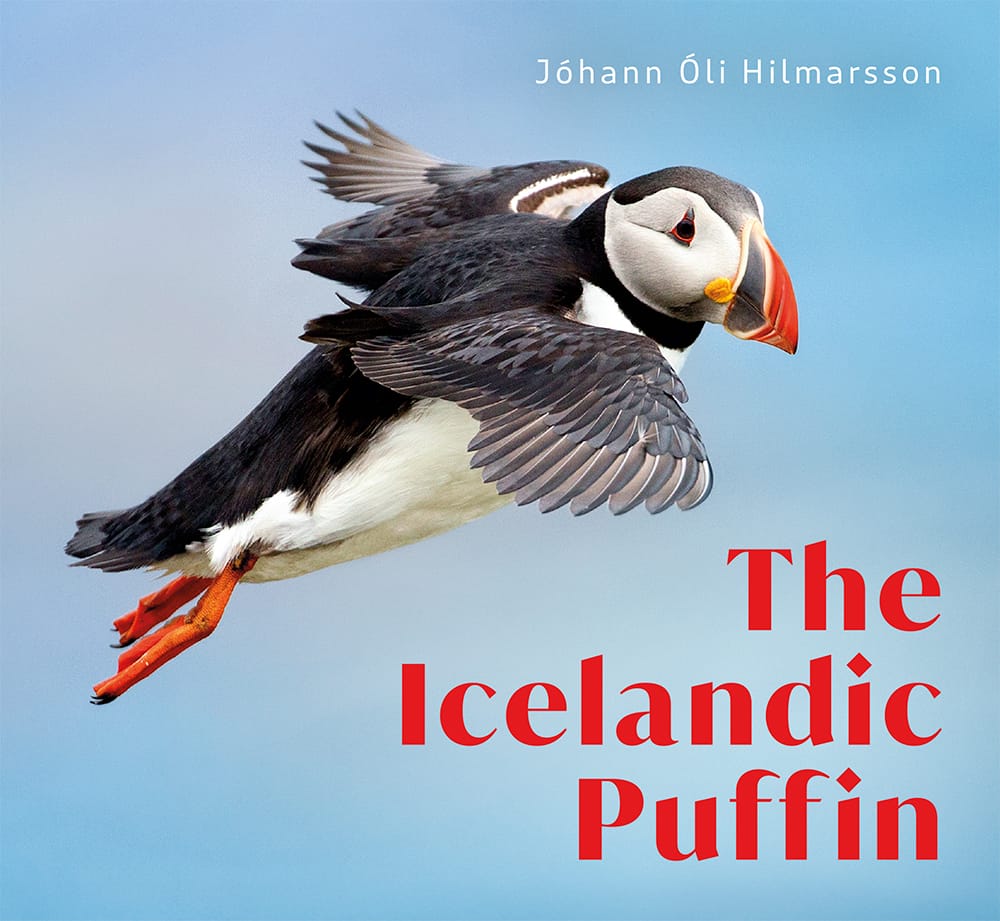 The Icelandic Puffin
