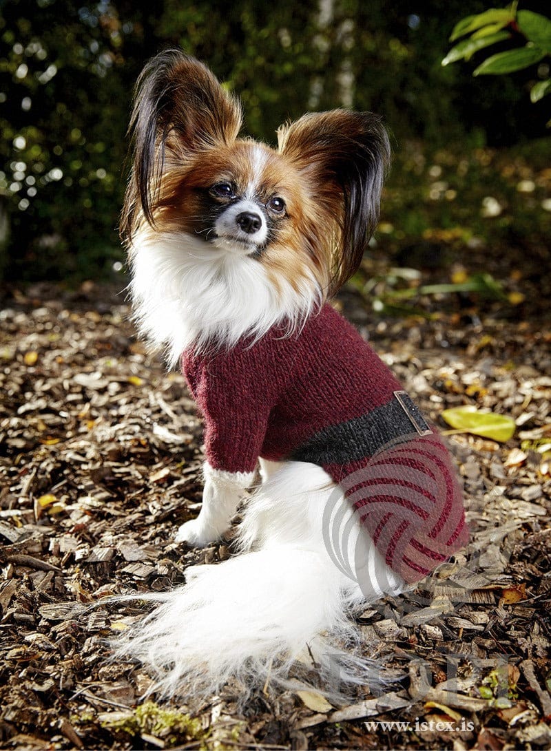 A papillon dog wearing the Jólahundur sweater in garnet red Léttlopi with a black belt