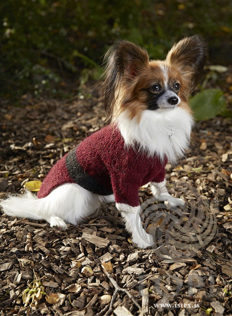 Garnet red Jólahundur sweater with white seed-stitch cuffs